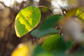 green leaf of the tree in the soft sunlight