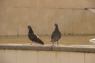 Two beautiful pigeons stand near the water in the city in summer