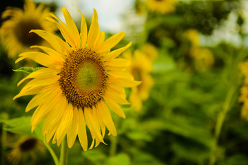 Obraz premium Sunflower on the field of blooming sunflower