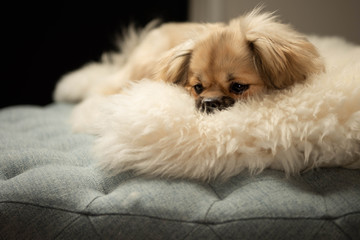 adorable tibetan spaniel puppy resting in living room