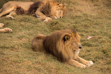 Two lions with a thick brown mane rest and sleep in the steppes