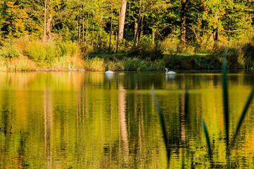 Swans swimming in the lake, next to forest. Beautiful reflection in the water.