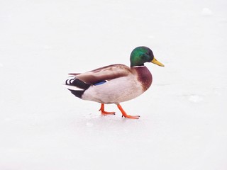Mallard 