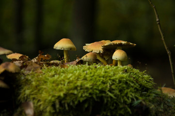 Mushrooms growing between the moss.