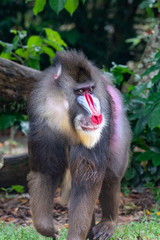 Mandrill