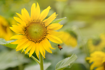 an insect flying over the field of blooming sunflower