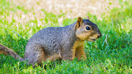 Squirrel