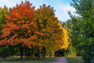 Naklejka premium autumn in the park
