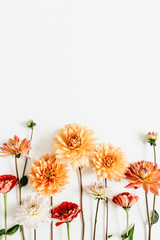 Colorful dahlia and cynicism flowers on white background. Flat lay, top view.