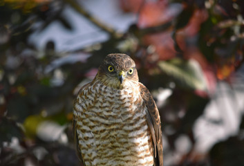 Sparrow Hawk