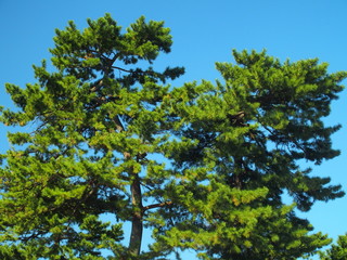クロマツと青空
