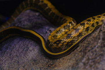 Yellow Rat Snake, a large and bright yellow striped snake of the southeastern United States