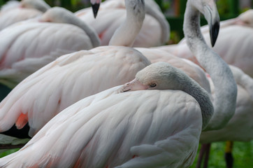 Obraz premium Detail of flamingo's face with background. A flock of flamingos on a background.