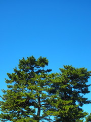 Fototapeta premium クロマツと青空