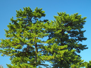 黒松と青空