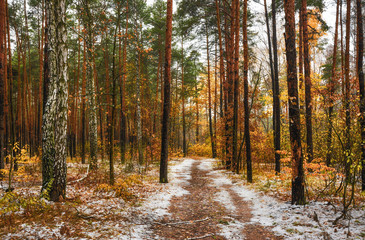 walk in the autumn forest. first snow. autumn colors. coldly.