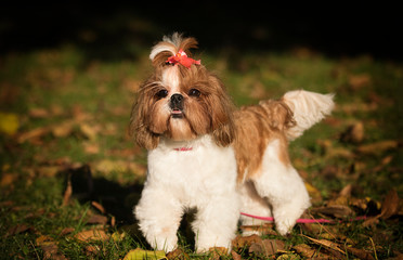 dog shi tzu outdoors