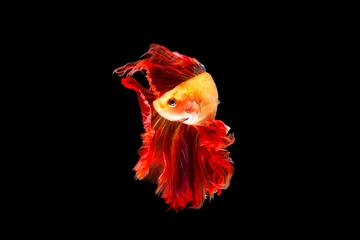 Tafelkleed The moving moment beautiful of siamese betta fish or splendens fighting fish in thailand on black background. Thailand called Pla-kad or biting fish. © Soonthorn