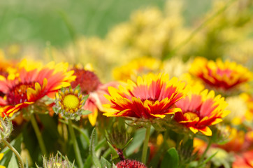 Close up of gazania flower or african daisy in a park