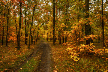 Fototapeta na wymiar walk in the autumn. walk in the woods. autumn colors. autumn leaves. melancholy.