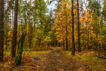 Obraz premium walk in the autumn. walk in the woods. autumn colors. autumn leaves. melancholy.