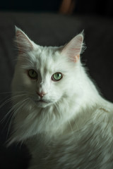Maine Coon Cat Male