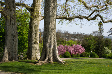 Bäume im Park
