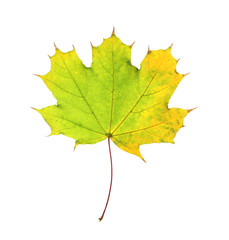 Beautiful autumn leaf on white background. Fall foliage