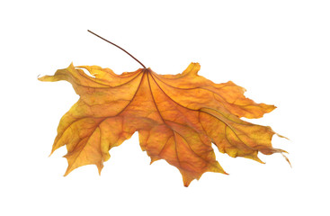 Beautiful autumn leaf on white background. Fall foliage