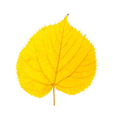 Beautiful autumn leaf on white background. Fall foliage