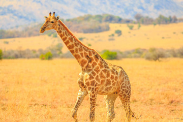 Side view of African giraffe walks in Pilanesberg National Park with savannah landscape on blurred background. South Africa game drive safari. Copy space.