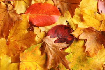 Many autumn leaves as background, top view