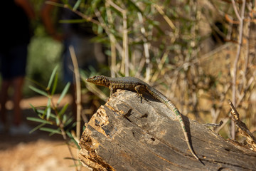 Mallorca, Reisen, Urlaub, Länder, Pflanzen, Abenteuer, Meer, Wasser, Strand, Reisen