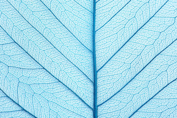 Obraz na płótnie Canvas Closeup view of beautiful decorative skeleton leaf