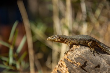 Mallorca, Reisen, Urlaub, Länder, Pflanzen, Abenteuer, Meer, Wasser, Strand, Reisen