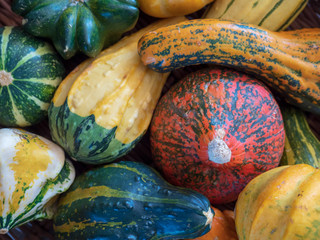 pumpkins and gourds