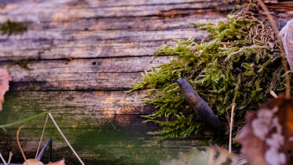 Black slug crawling on the old tree