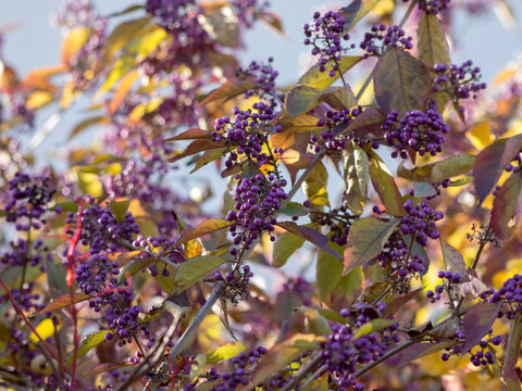 Callicarpa bodinieri. Callicarpe de Bodinier ou arbuste aux bonbons avec ses jolies baies de couleur violet.