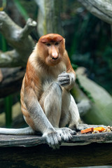 Proboscis monkey