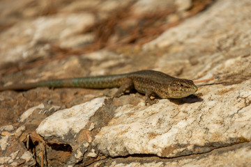 Mallorca, Reisen, Urlaub, L&auml;nder, Pflanzen, Abenteuer, Meer, Wasser, Strand, Reisen