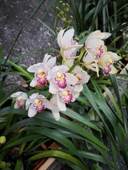 flowers in the garden