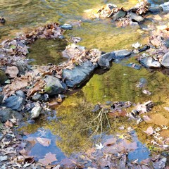 Fall leaves reflected in the stream 
