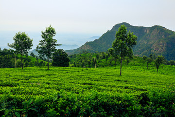 Fototapeta na wymiar Indian tea garden_01