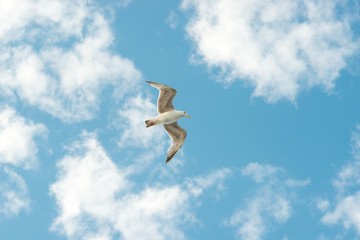 Silbermöwe (Larus argentatus), fliegt vor Sommerhimmel mit Wölkchen, Dover, Ärmelkanal,...