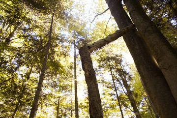Naklejka premium broken tree in autumn forest