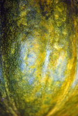 Zucchini (or unripe pumpkin) plant yellow organic texture, top view, close up detail