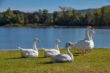 Un gruppo di cigni sulle sponde del lago maggiore