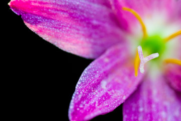 pink rain lily (Zephyranthes grandiflora) on black background, Rain Lily, Fairy Lily.