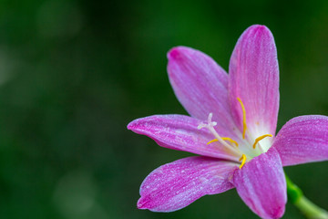 Closeup pink flower with blurred background, Zephyranthes grandiflora, Rain Lily, Fairy Lily.
