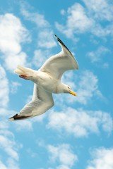 Silbermöwe (Larus argentatus), fliegt vor Sommerhimmel mit Wölkchen, Dover, Ärmelkanal, Großbritannien, Europa, Textfreiraum, Copy space
